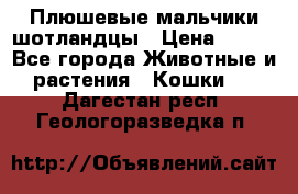 Плюшевые мальчики шотландцы › Цена ­ 500 - Все города Животные и растения » Кошки   . Дагестан респ.,Геологоразведка п.